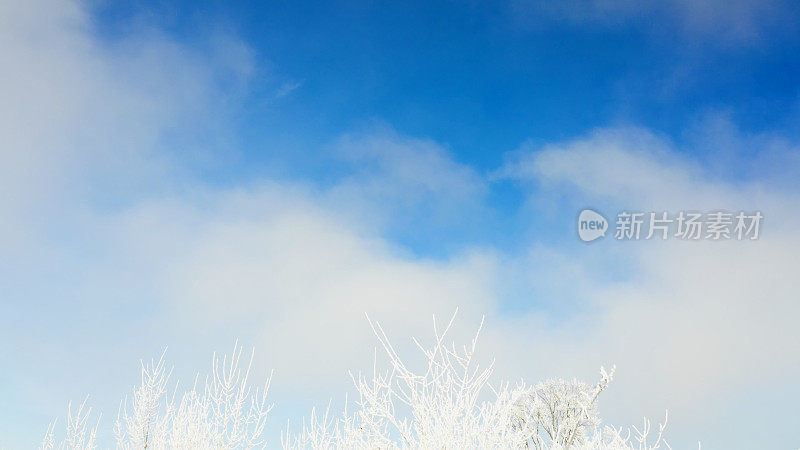 蔚蓝的天空和覆盖着霜雪的植物和树枝-冬日景观