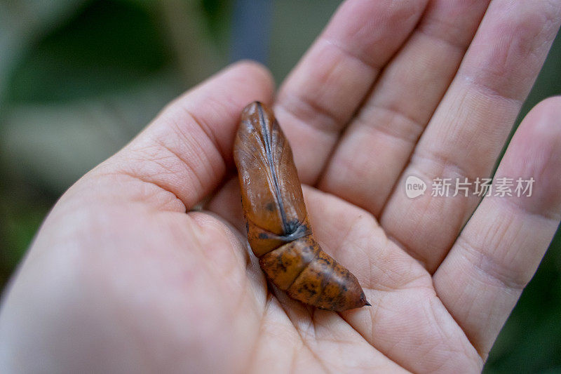 巨夜蝶蛹在手。