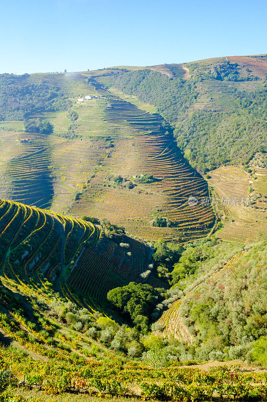 杜洛山谷葡萄园的风景