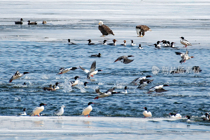 美国内布拉斯加州冬季湖上的大群水鸟(金眼鸟、鹰、海鸥、秋沙鸟等)。