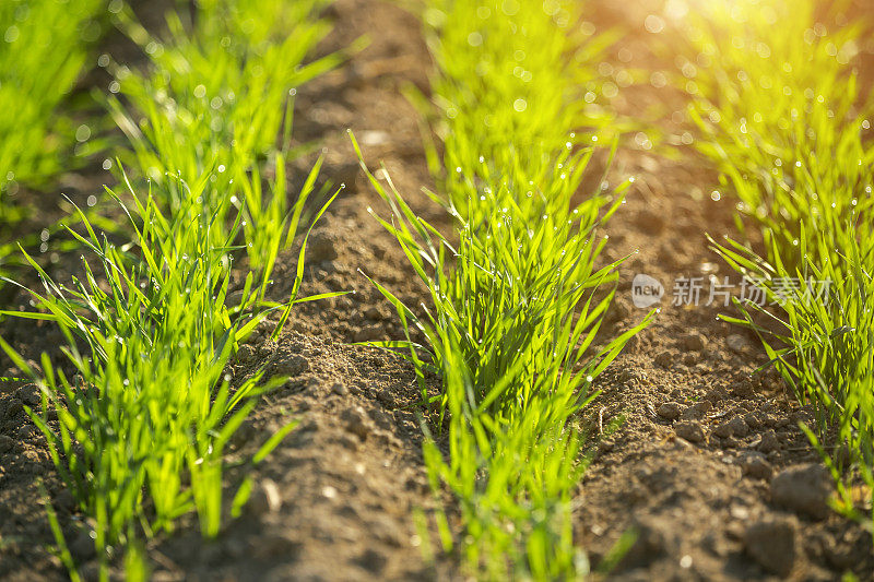 新的小麦植株在地里生长