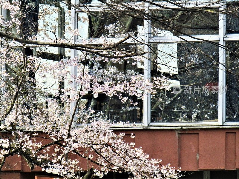日本。四月初。城里的樱花盛开。