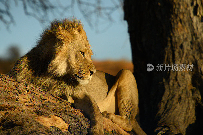 年轻的雄狮在树枝上休息