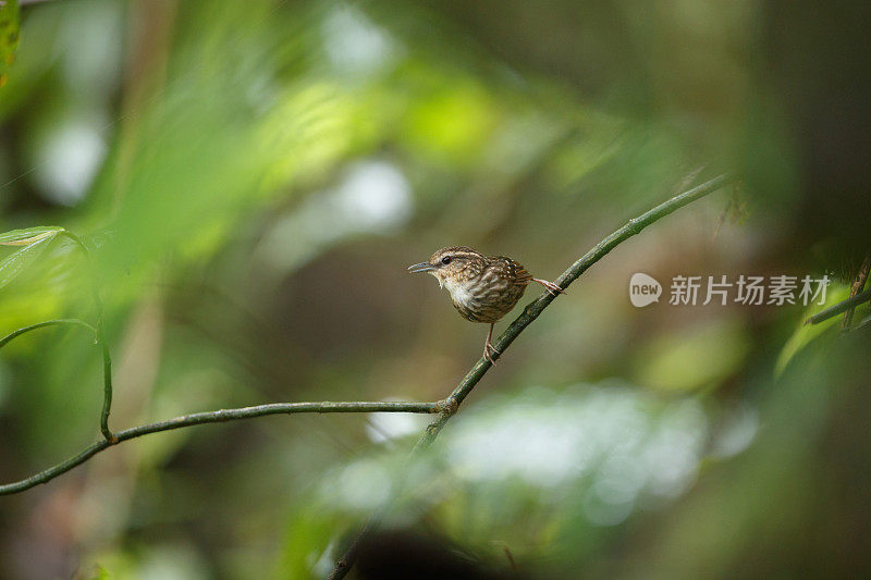 莺:成年不眨的莺(癫尾莺属)。