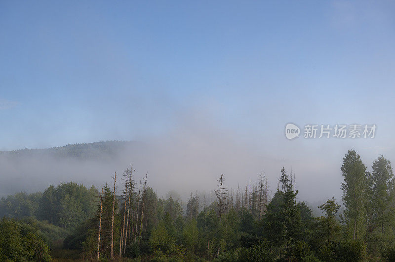 孚日清晨的夏日景观，雾气笼罩着树木