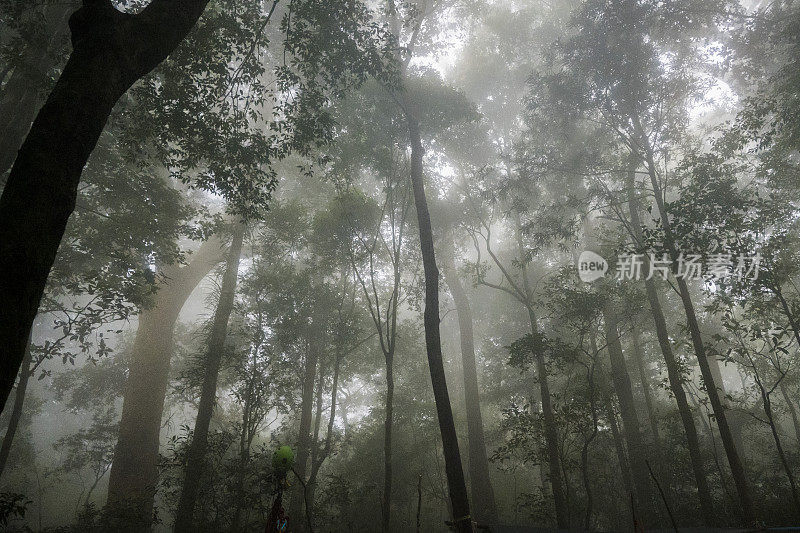 雾时雨林树冠下的大气-资料照片