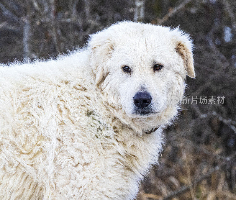 冬天在阿布鲁佐亚平宁山脉的牧羊犬