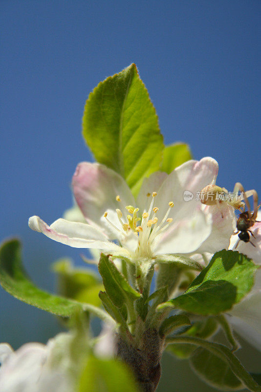 特写镜头:一棵苹果树开着白色和粉红色的花，蜘蛛正在吃猎物