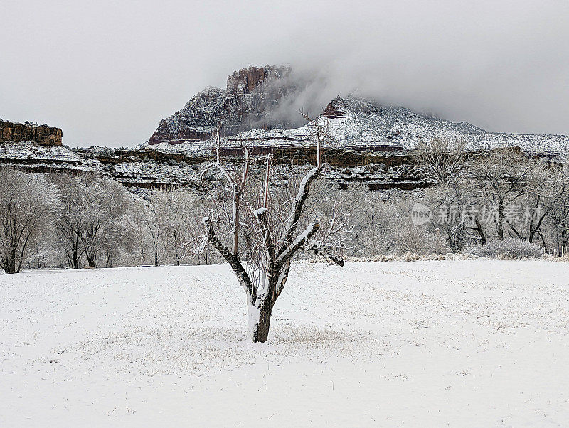 在犹他州洛克维尔的格拉夫顿路上，冬天被雪覆盖的牧场，背景是锡安国家公园