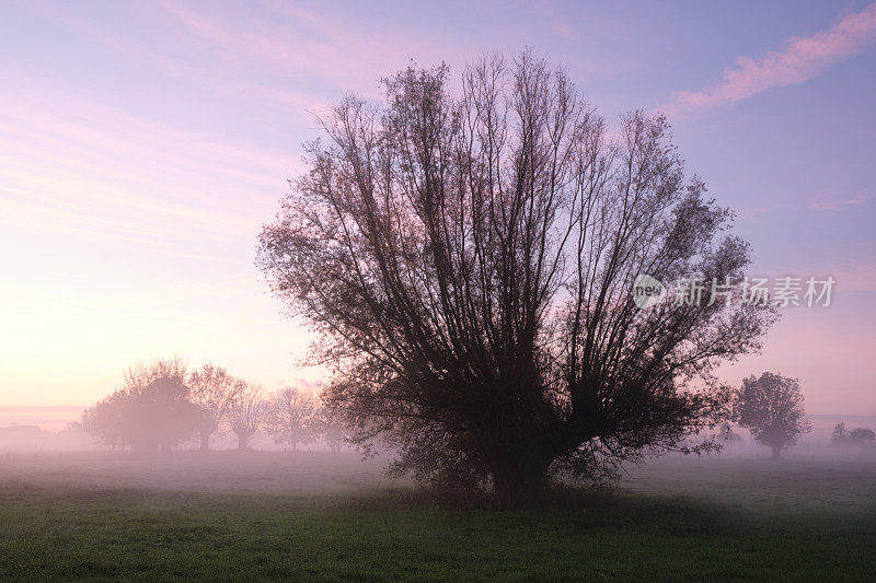 在清晨的薄雾中，被折断的柳树。神秘、静谧的氛围。