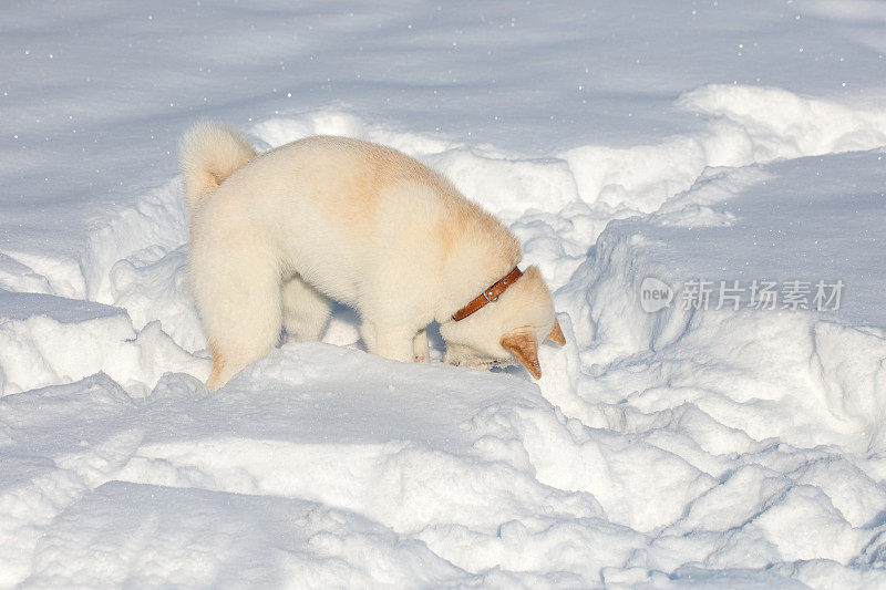 雪中的柴犬