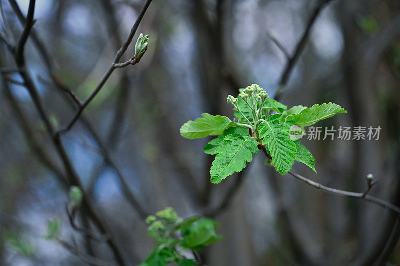 春天的花朵