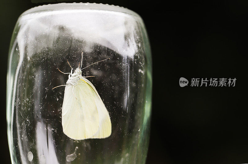 一只被困在玻璃瓶里的蝴蝶