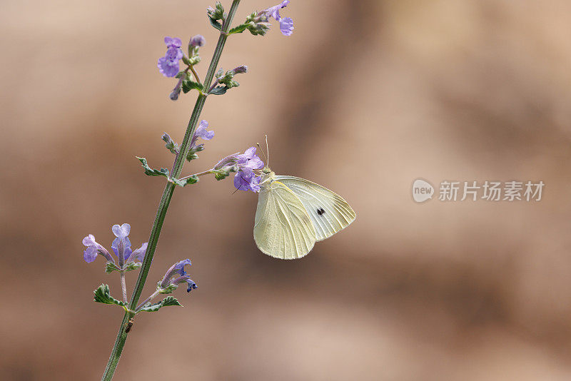 卷心菜白蝴蝶，停在一朵小花上