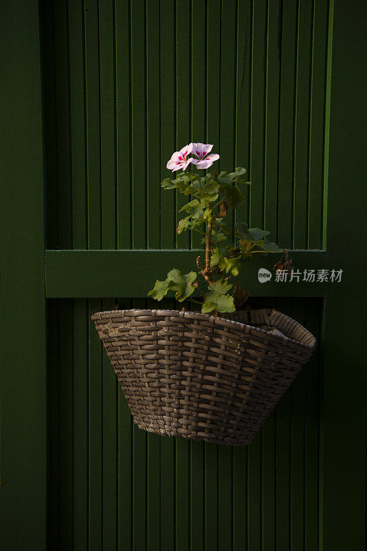 粉红色天竺葵装在棕色柳条篮子里，绿色木百叶窗上