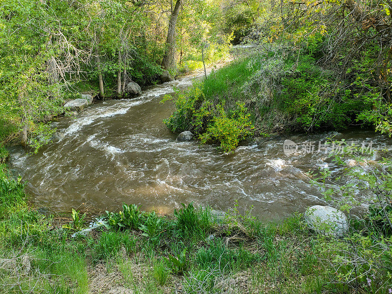 湍急的小溪穿过绿树成荫的河岸。