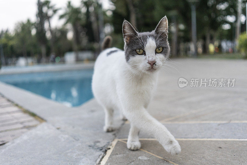 塞浦路斯可爱的家猫