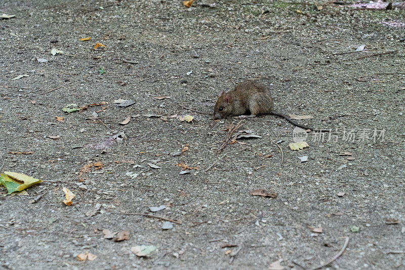 城市公园里的一只大老鼠