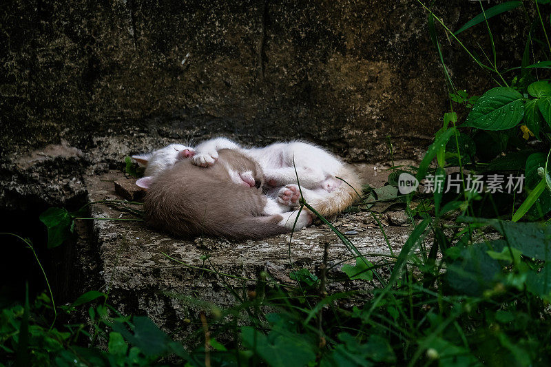 无家可归的小猫睡在废弃的房子里。