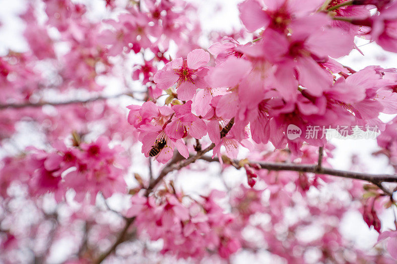 樱花特写