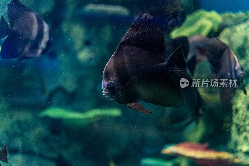 一只热带观赏鱼游在水族馆的玻璃墙里