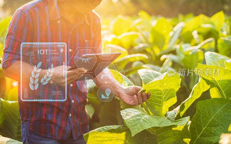 农民在烟草田工作，使用数字平板电脑显示智能农业界面图标和光耀斑日落效果。智能农业新技术经营理念。