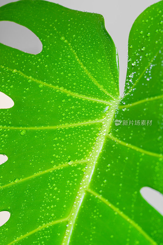 水滴在抽象的绿色表面，怪物的叶子