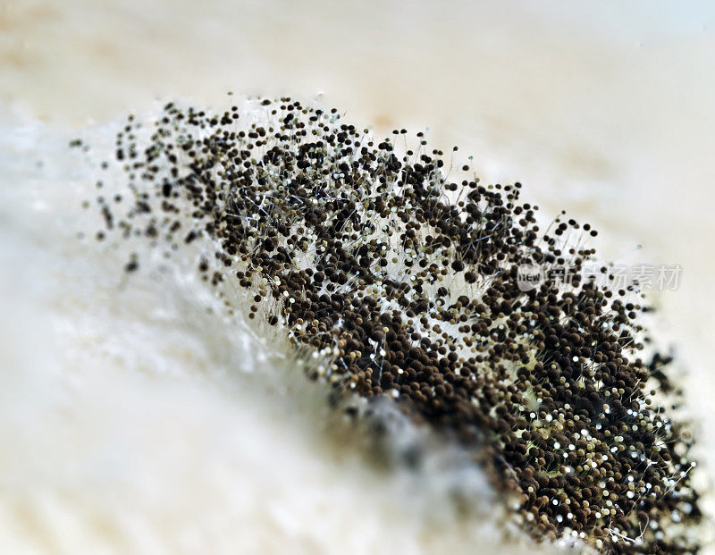 详细的黑霉微距照片，烟曲霉真菌特写。