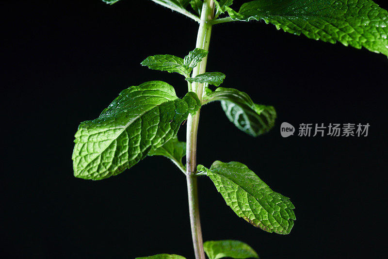 新鲜薄荷枝与水露工作室拍摄