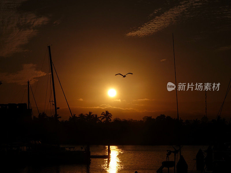 帆船的剪影，在日出时停泊在平静的港口，一只鹈鹕在太阳附近飞翔。