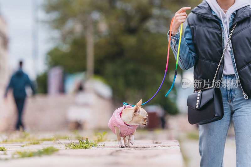 可爱的小狗吉娃娃穿着夹克走路