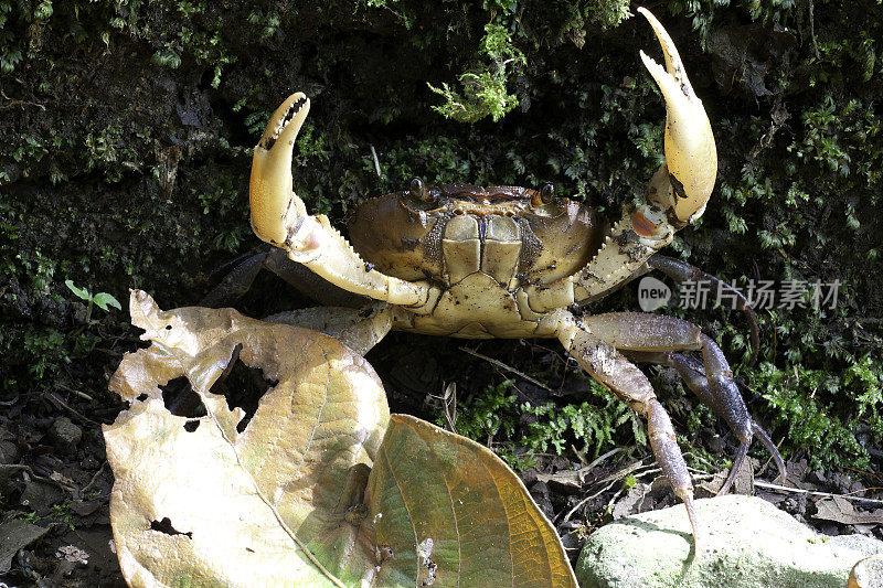 哥斯达黎加河岸上的螃蟹