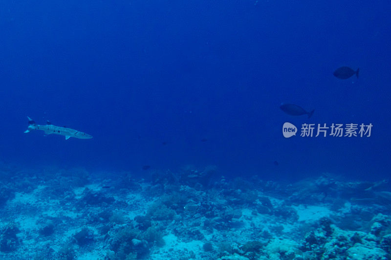 一条梭鱼在沙特阿拉伯延布海岸外的红海中游泳