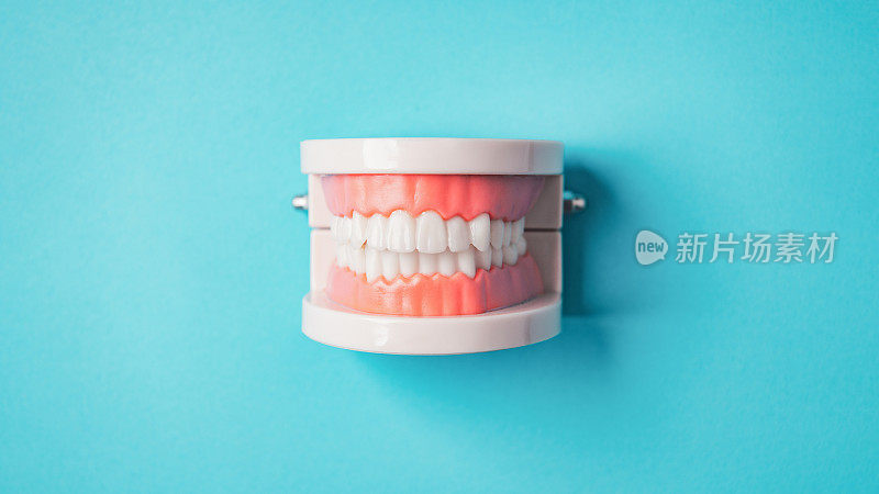 牙齿牙龈下颚塑料模型蓝色背景。医疗卫生清洁条件良好卫生美容牙齿保健诊所。牙齿健康保护养生理念。笑脸牙口腔正畸