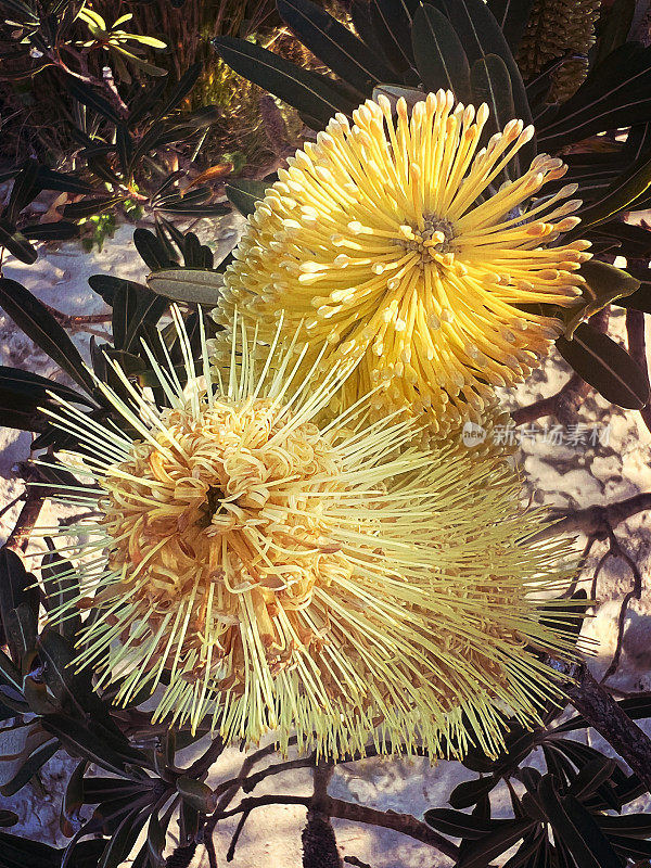 冬天开花的Banksia