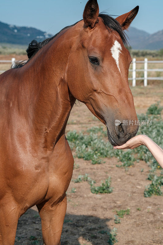 在畜栏农场，一匹棕色的马正在年轻女人的手里吃东西