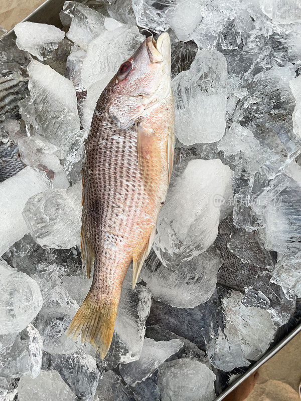 整条红鲷鱼的全画幅图像保存在金属托盘的碎冰上，户外海滩餐厅烧烤食材，高架视图