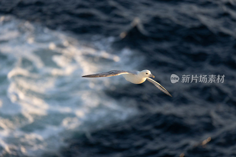 怒吼的海鸟在海面上低空翱翔