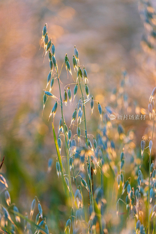 在夕阳的照耀下，背光照射下的燕麦作物