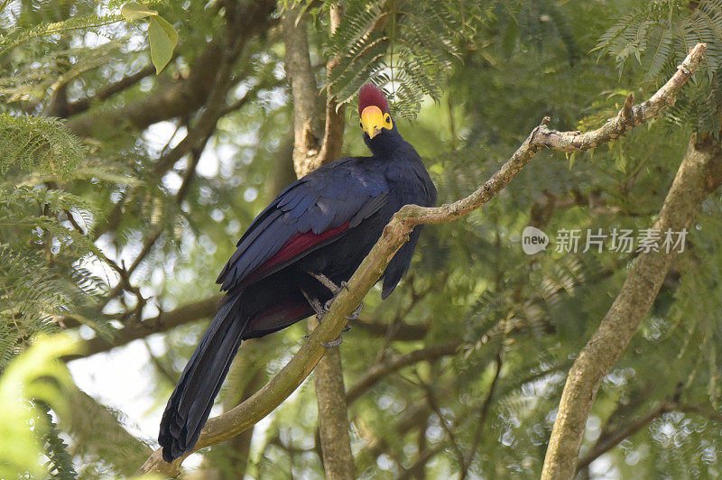 罗斯的Turaco