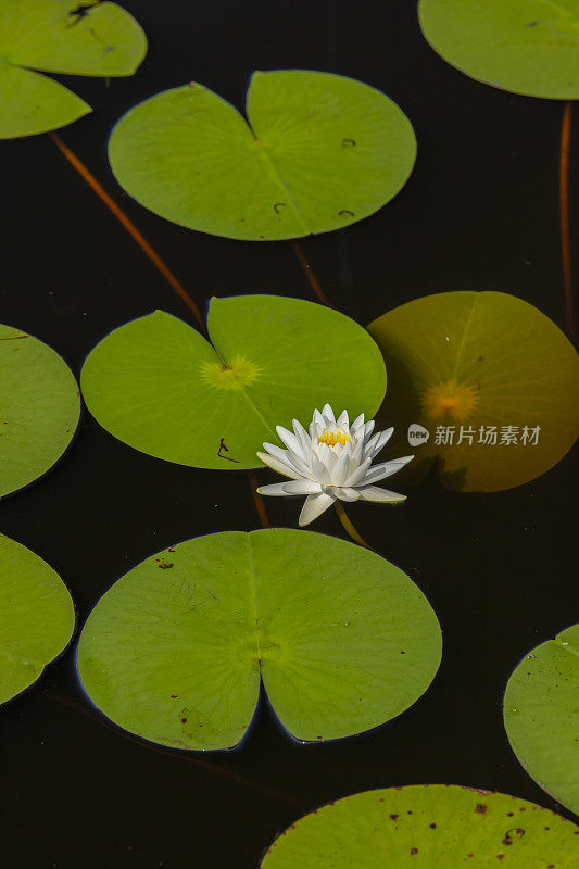 三个漂浮的睡莲花瓣在黑暗的水面上，有一朵开放的白色花朵