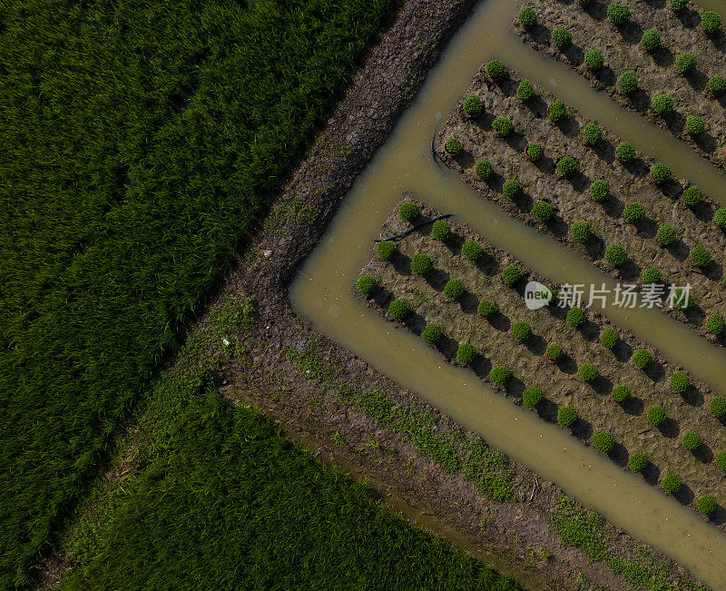 摘要航拍照片的花村种植春节假期，天江省