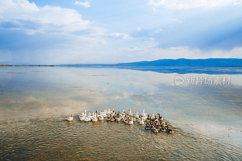 鸭子在湖上。平民，德尼兹利，土耳其