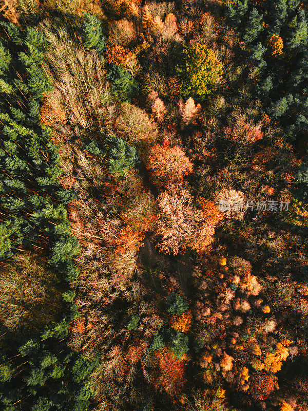 秋天，无人机拍摄的五颜六色的森林树冠