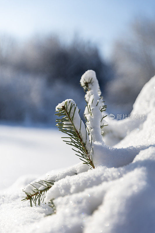 冬日里，阳光明媚的冬日里，白雪覆盖的树冠覆盖着厚厚的雪毯