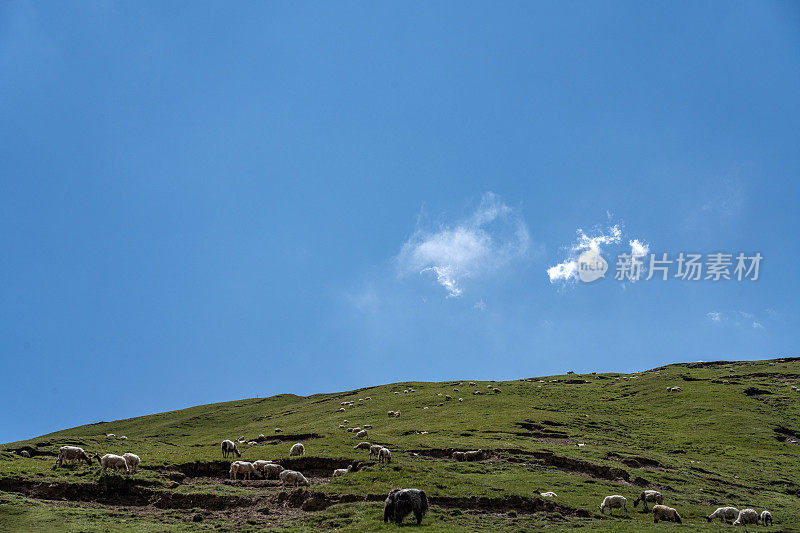 一群羊在阳光明媚的山间草原上