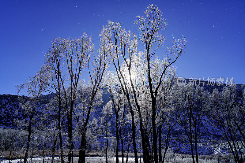 背光冰霜雪树冬季景观