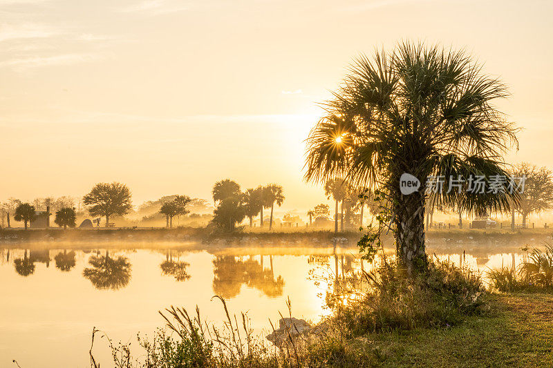 雾蒙蒙的早晨，太阳从棕榈树上钻了出来