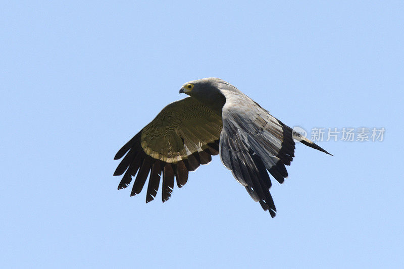 非洲Harrier-Hawk