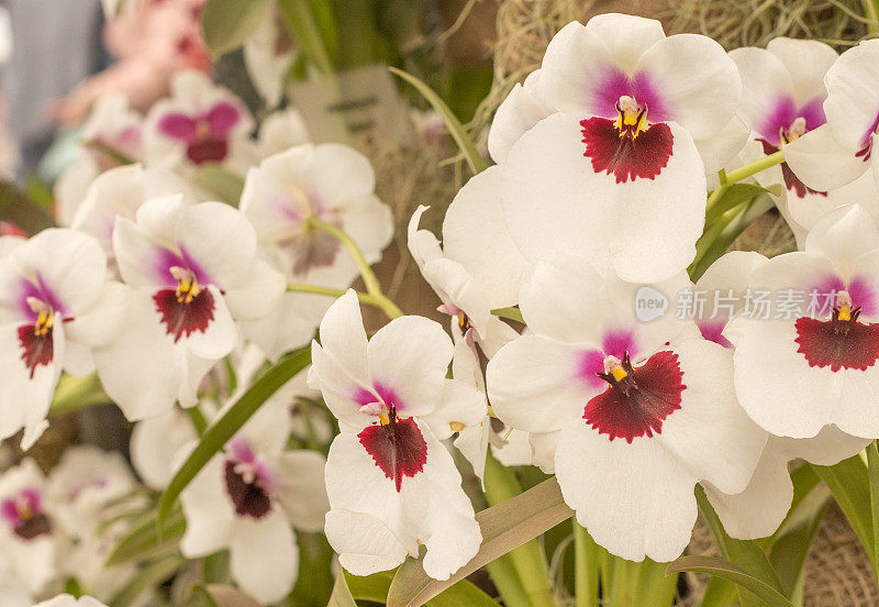 英国伦敦的Miltoniopsis“三色兰花”